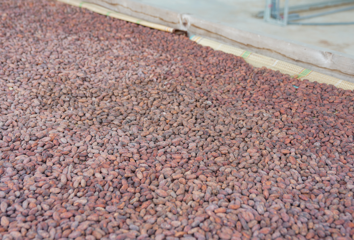 [屏東景點]Cacao Farm Formosa福爾摩莎可可農場-Farm to bar可可體驗x屏東秘境甜點 @美食好芃友
