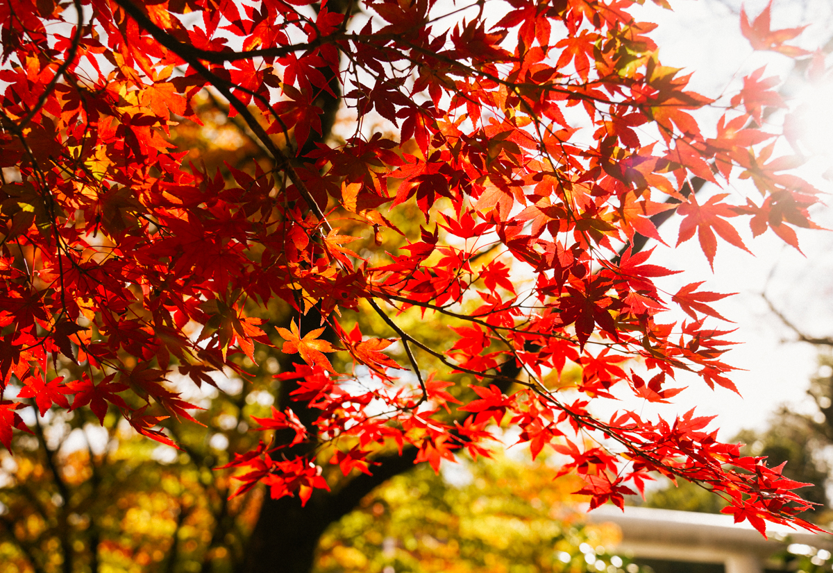 [福島景點]土津神社-福島楓葉季必來!紅葉林中簇擁的白色鳥居神社 @美食好芃友