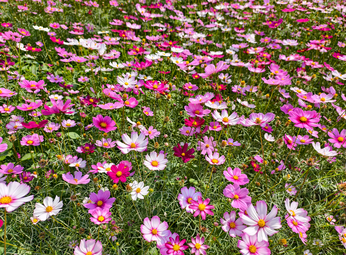 [高雄景點]走春必去2026美濃花海!吃喝玩樂美濃半日遊~美濃美食景點推薦~ @美食好芃友（芃芃）