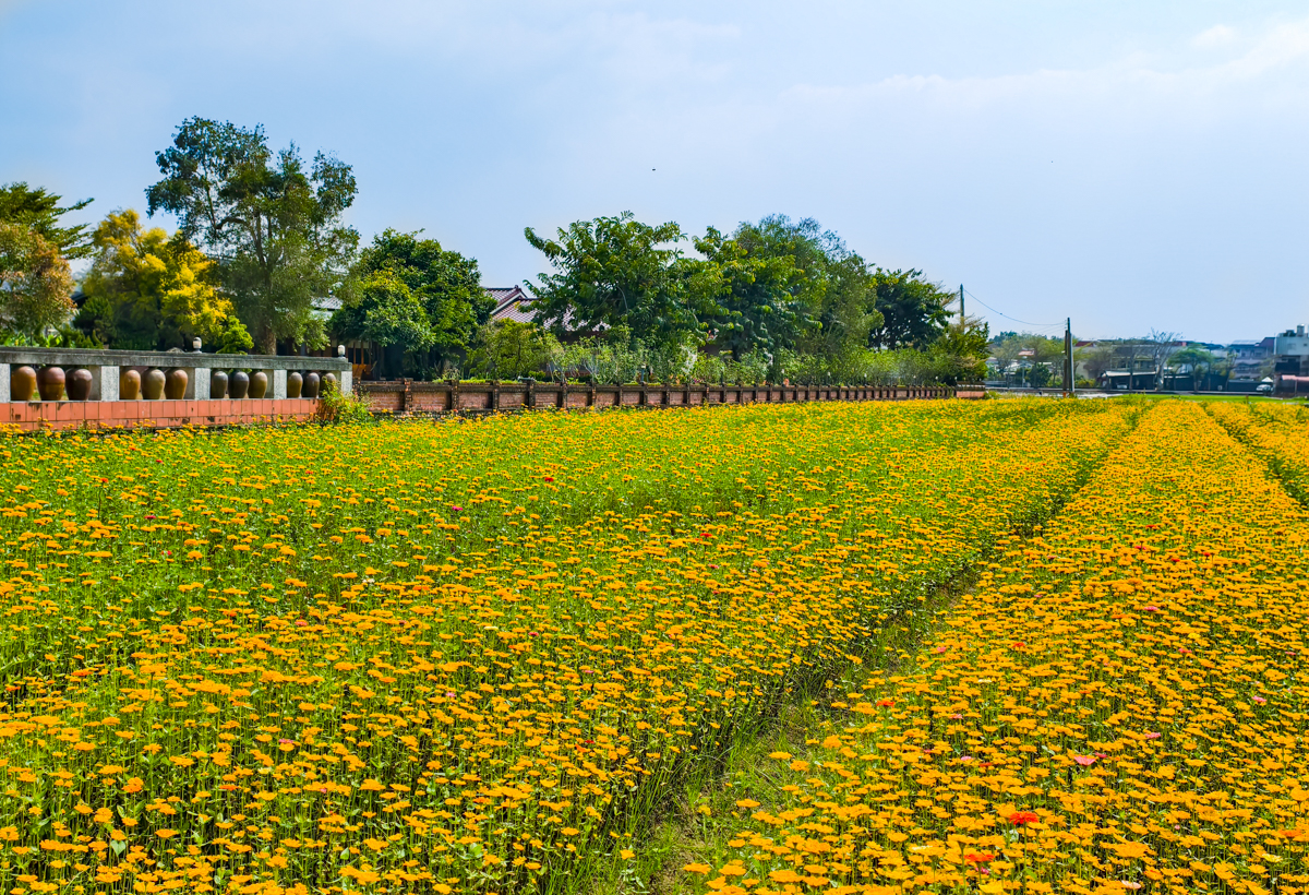 [高雄景點]走春必去2026美濃花海!吃喝玩樂美濃半日遊~美濃美食景點推薦~ @美食好芃友（芃芃）