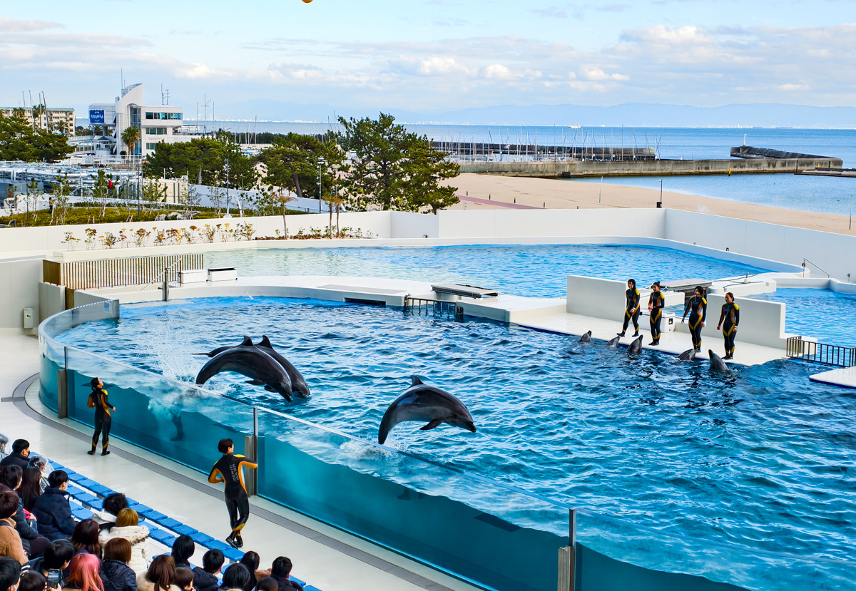 [神戶住宿]神戶須磨海洋世界飯店-每間房都海景!24小時飯店潟湖賞海豚~還能跟虎鯨、海豚做鄰居？ @美食好芃友