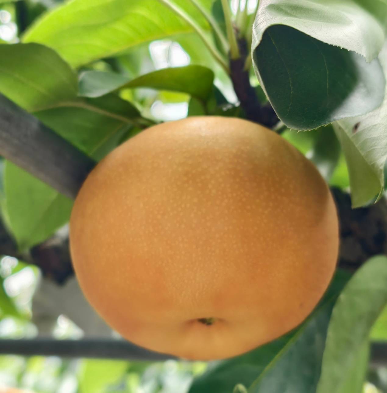 日本岡山自由行輕鬆玩！必去岡山景點、必吃岡山美食、岡山行程建議 @美食好芃友（芃芃）