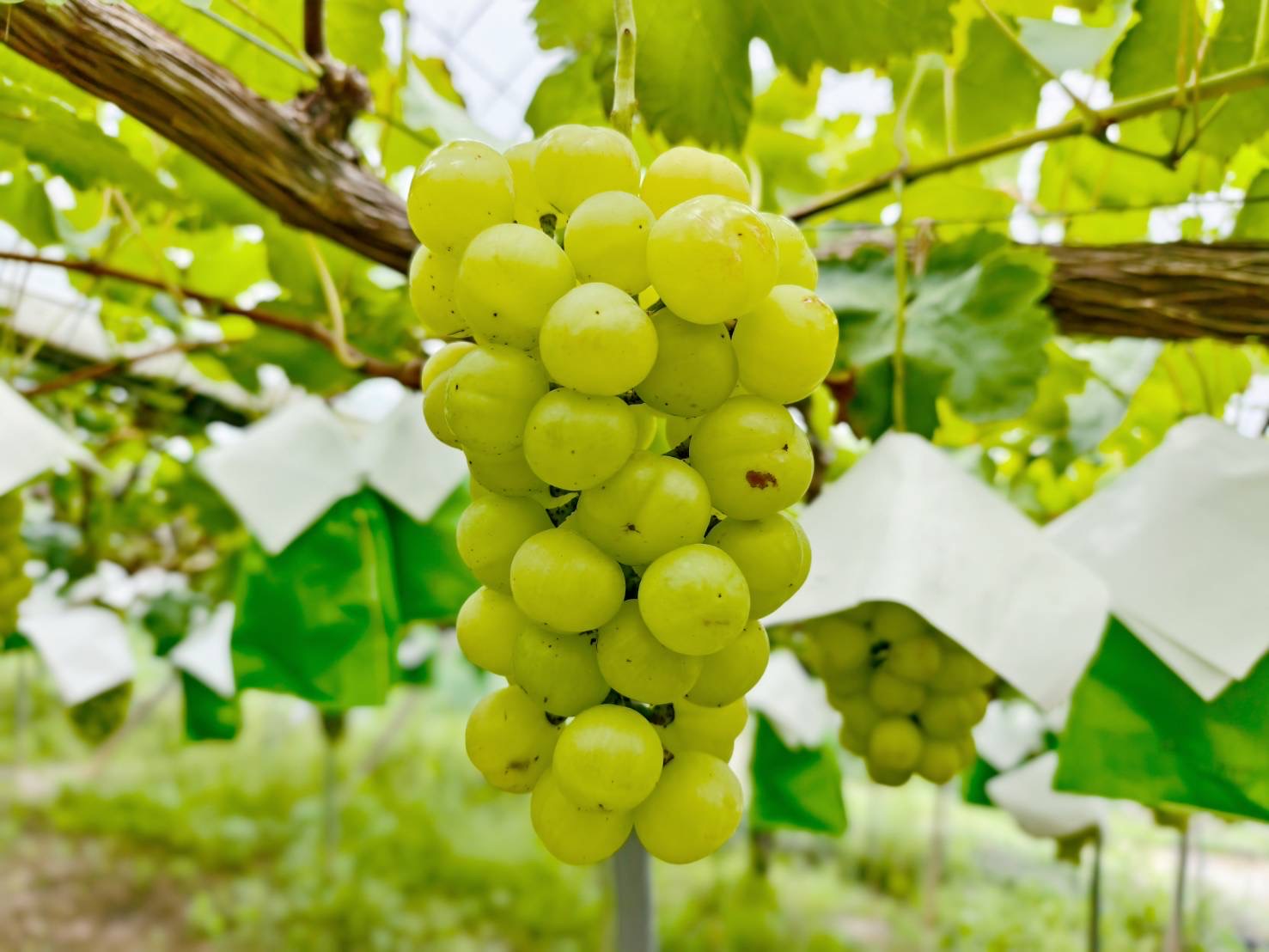 日本岡山自由行輕鬆玩！必去岡山景點、必吃岡山美食、岡山行程建議 @美食好芃友（芃芃）