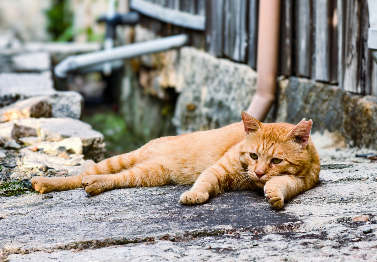 [日本旅遊]岡山犬島半日遊：是不是瀨戶內國際藝術祭都必去的犬島藝術之旅~行程規劃建議 @美食好芃友（芃芃）