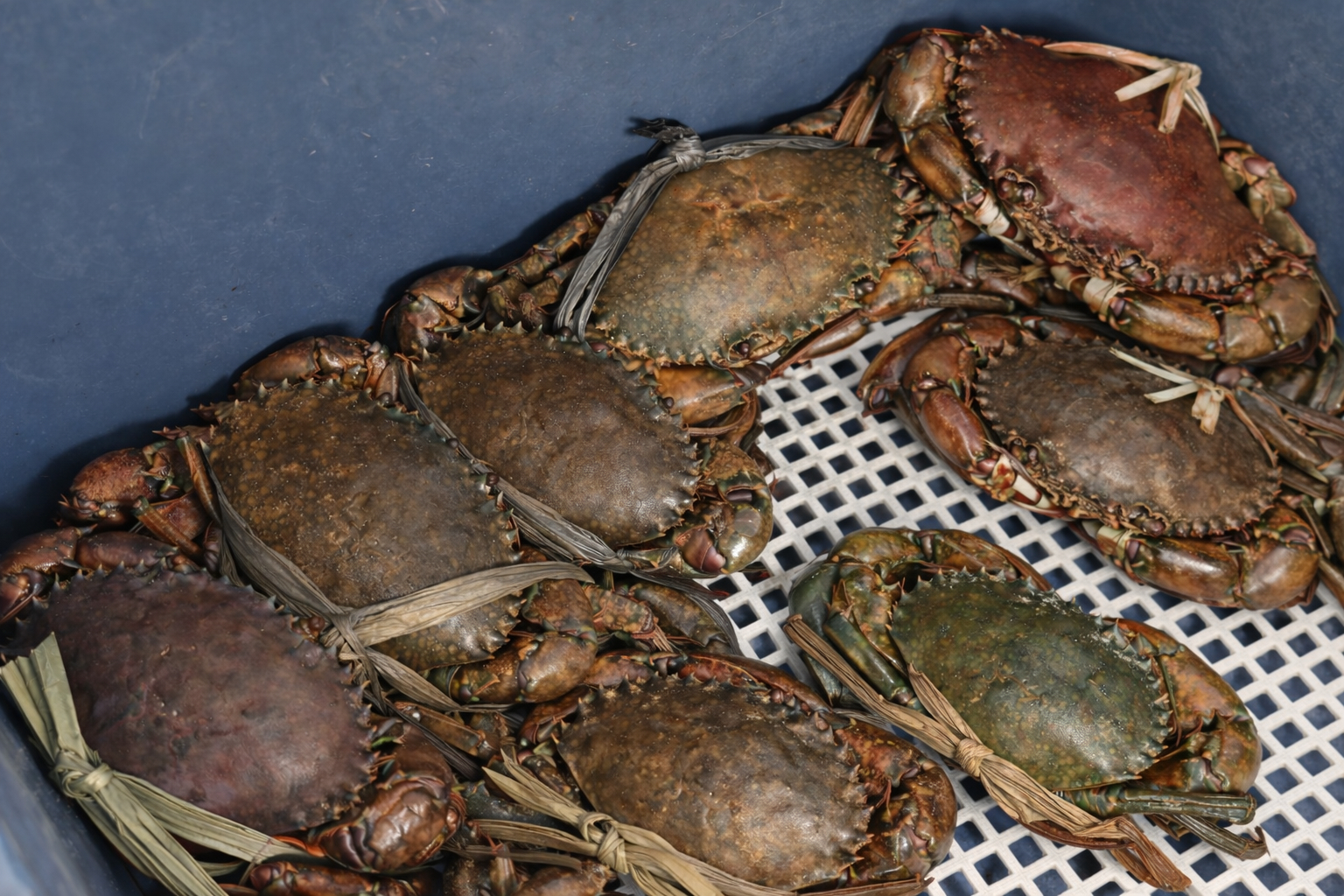 [高雄]鮮記螃蟹海產粥-最高CP值高雄螃蟹粥!滿滿蟹黃活體紅蟳粥500多元就能吃到~ @美食好芃友（芃芃）