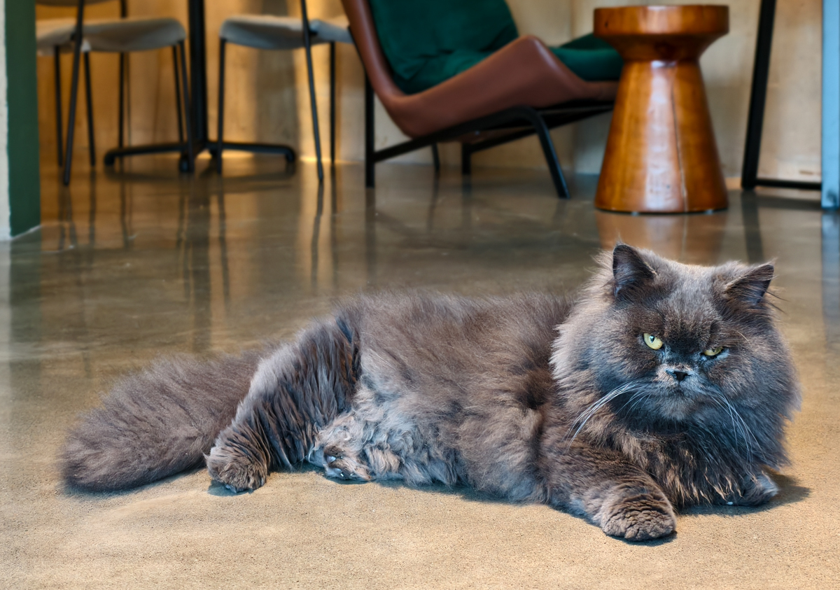 [墾丁美食]MIU MIU日式刨冰-爆紅巷弄隱藏版療癒擼貓恆春冰店!又美又好吃的日式刨冰x可愛店貓 @美食好芃友（芃芃）