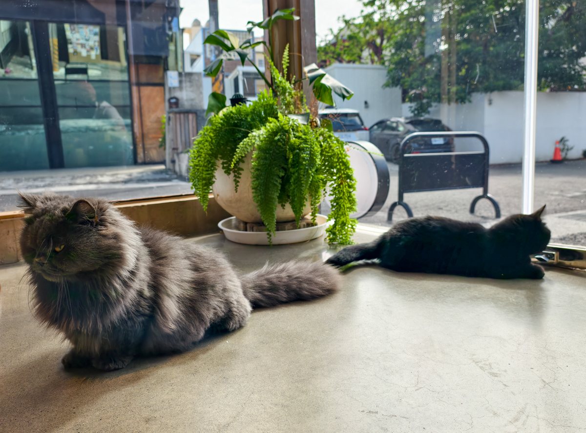 [墾丁美食]MIU MIU日式刨冰-爆紅巷弄隱藏版療癒擼貓恆春冰店!又美又好吃的日式刨冰x可愛店貓 @美食好芃友（芃芃）