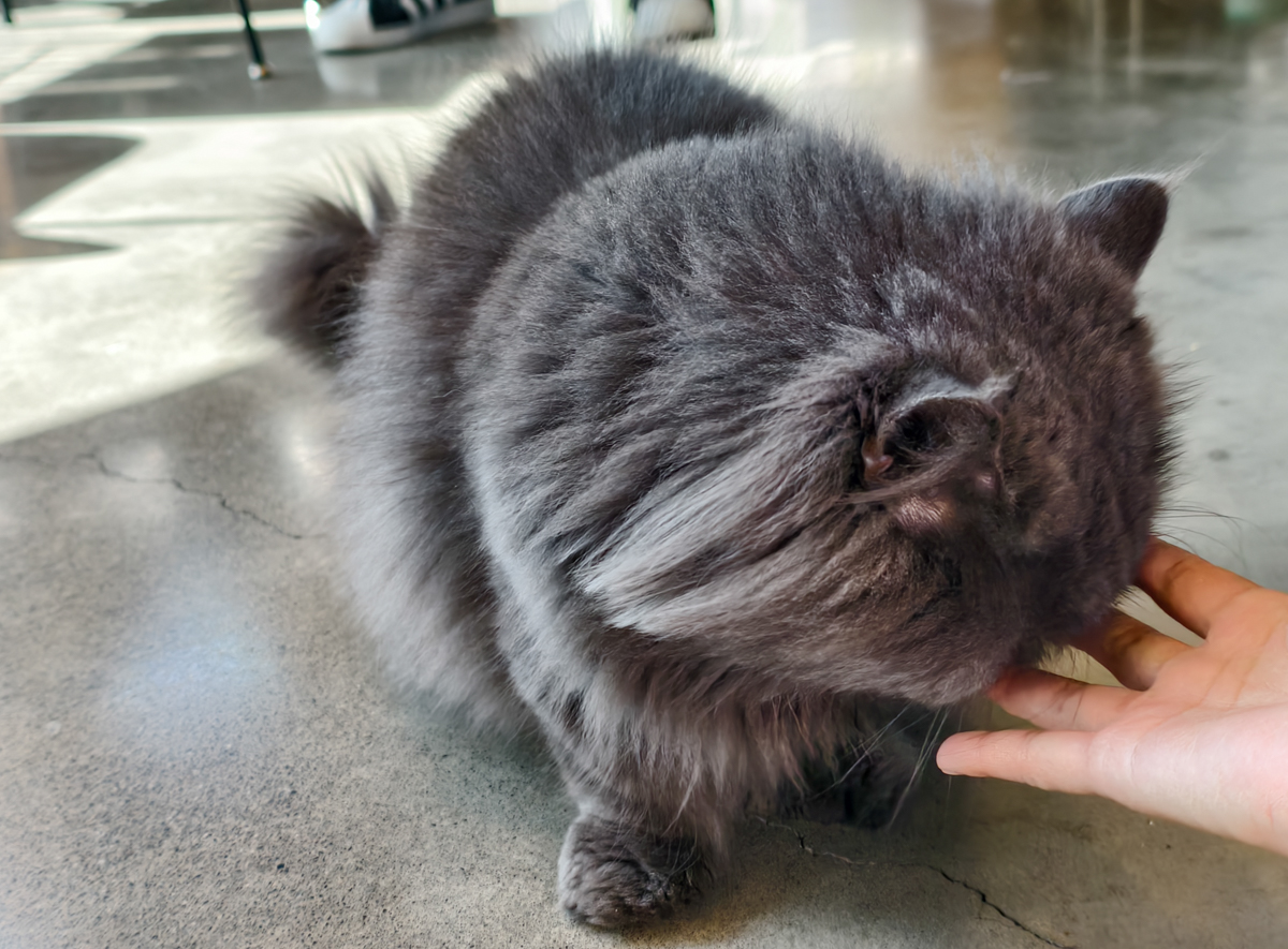 [墾丁美食]MIU MIU日式刨冰-爆紅巷弄隱藏版療癒擼貓恆春冰店!又美又好吃的日式刨冰x可愛店貓 @美食好芃友（芃芃）