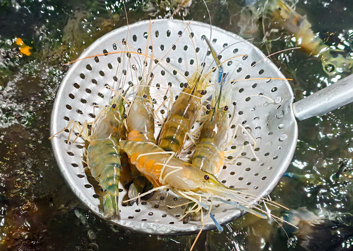 [高雄]文茶園-市區也能吃桶仔雞熱炒泡茶~超高C/P值鳳山聚餐好去處~蒜味桶仔雞、蒜味蛤蜊雞湯必點 @美食好芃友（芃芃）