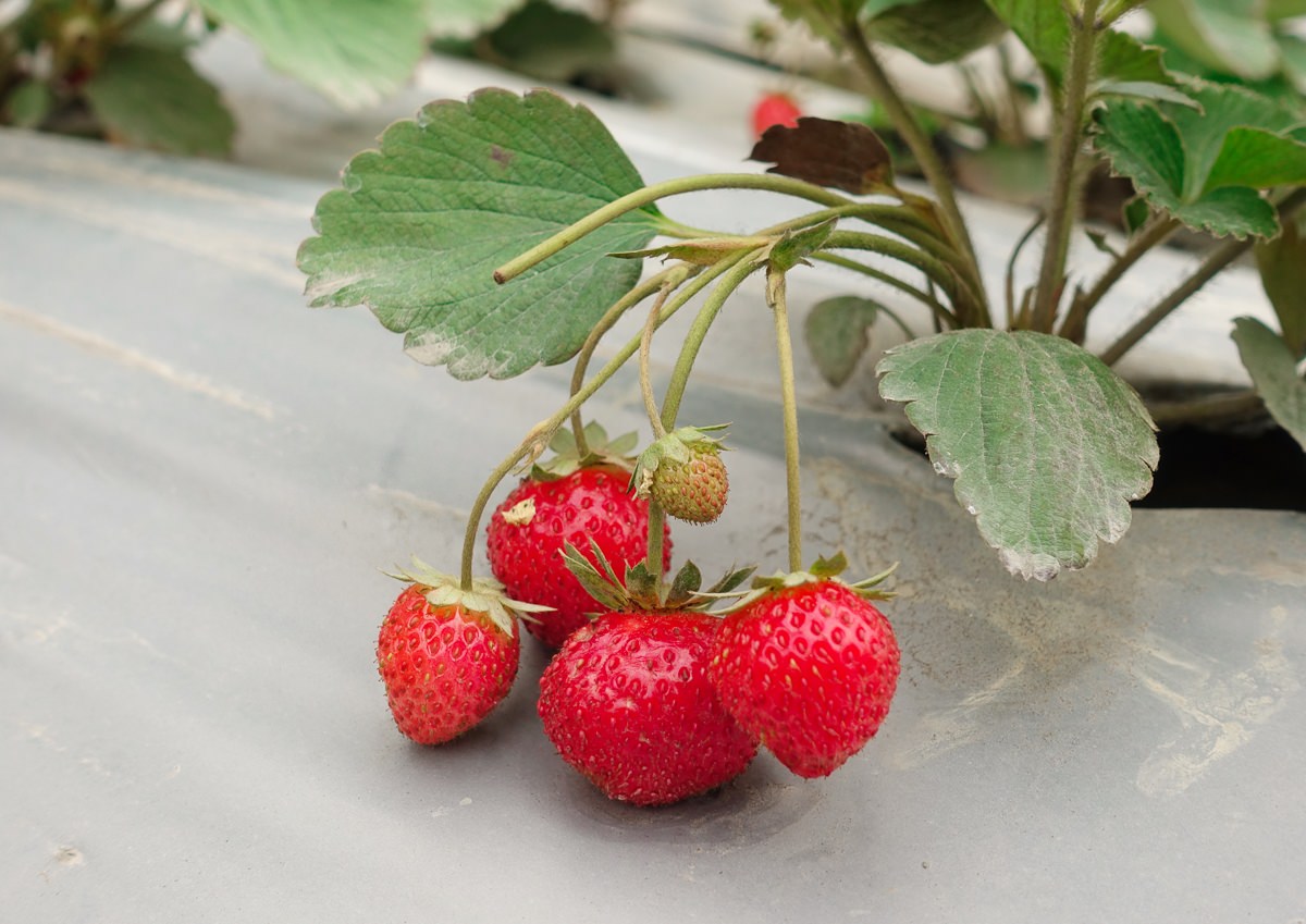 [高雄草莓園]松田觀光果園-不出高雄市區也能採草莓!草莓不大但香甜~ @美食好芃友