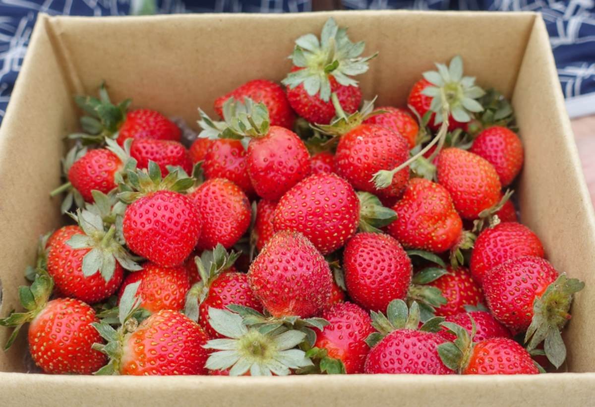 [高雄草莓園]松田觀光果園-不出高雄市區也能採草莓!草莓不大但香甜~ @美食好芃友