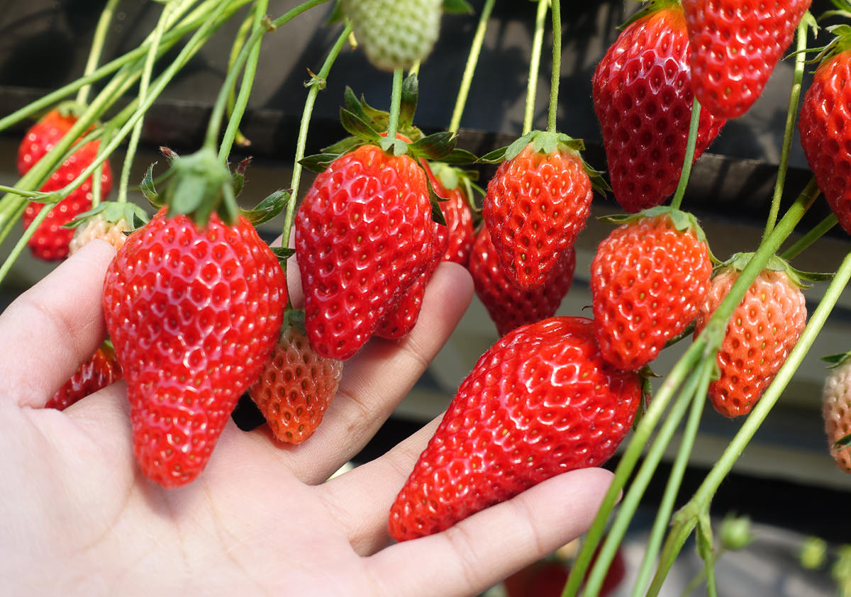 [茨城景點]セツコの苺-草莓控必來!30分鐘採草莓吃到飽~酸甜戀愛味的紅臉頰草莓 @美食好芃友