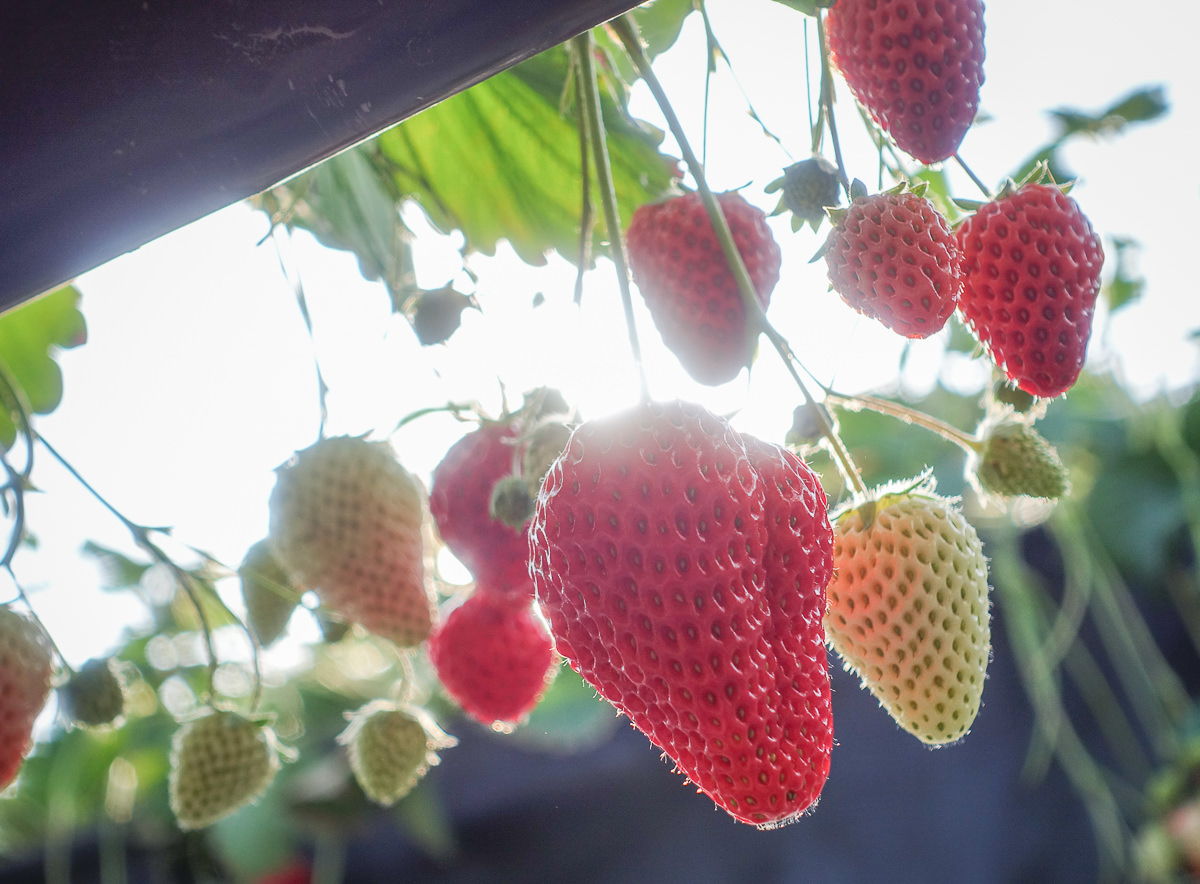 [茨城景點]セツコの苺-草莓控必來!30分鐘採草莓吃到飽~酸甜戀愛味的紅臉頰草莓 @美食好芃友