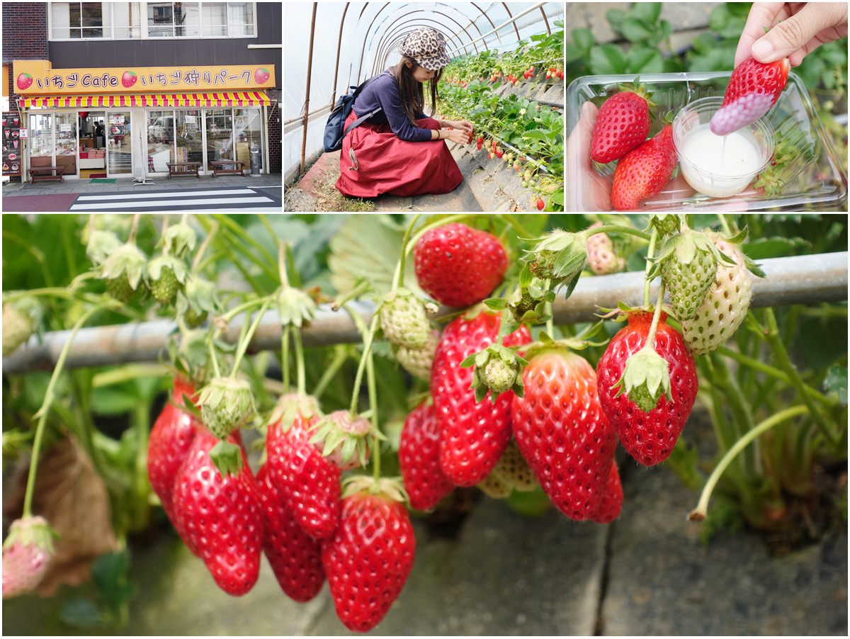 [靜岡景點]久能屋草莓園-靜岡採草莓去!30分鐘日本採草莓吃到飽 @美食好芃友