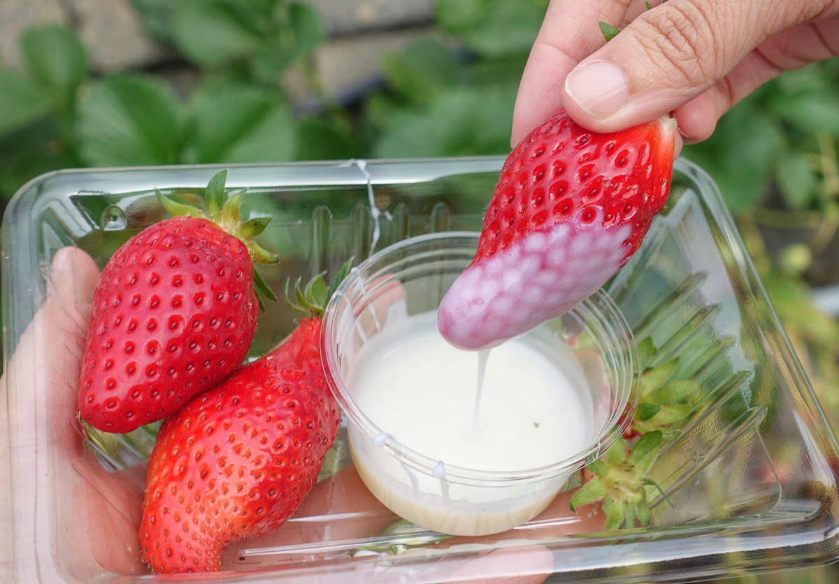[靜岡景點]久能屋草莓園-靜岡採草莓去!30分鐘日本採草莓吃到飽 @美食好芃友