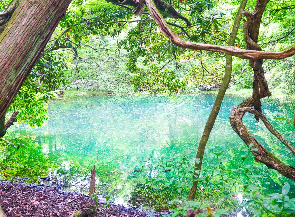 [山形景點]丸池樣-日本東北秘境!森林包圍的藍綠色夢幻池景 @美食好芃友