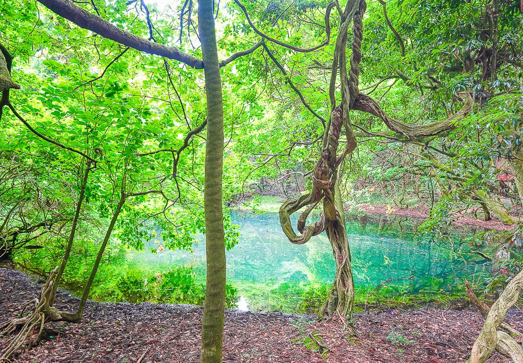 [山形景點]丸池樣-日本東北秘境!森林包圍的藍綠色夢幻池景 @美食好芃友