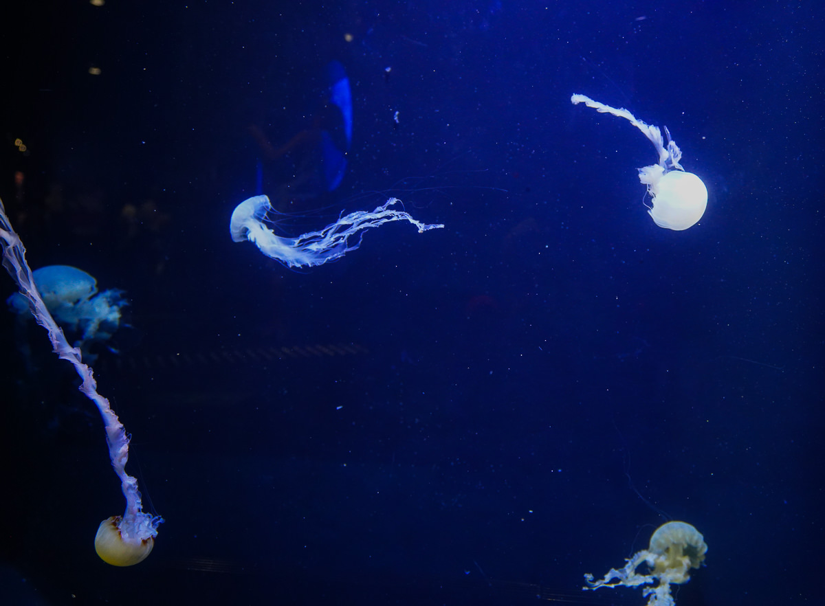 [山形景點]鶴岡加茂水族館-全世界最大水母水族館~必打卡夢幻水母玻璃牆 @美食好芃友