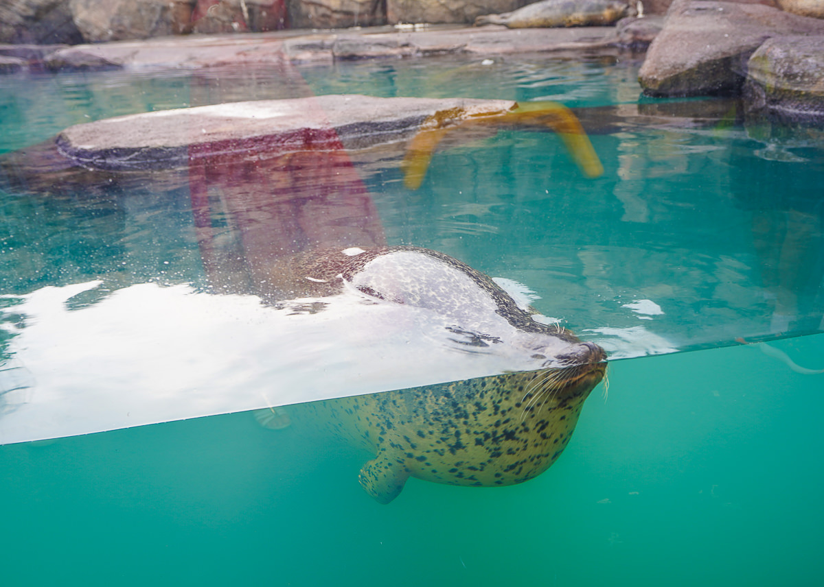 [山形景點]鶴岡加茂水族館-全世界最大水母水族館~必打卡夢幻水母玻璃牆 @美食好芃友