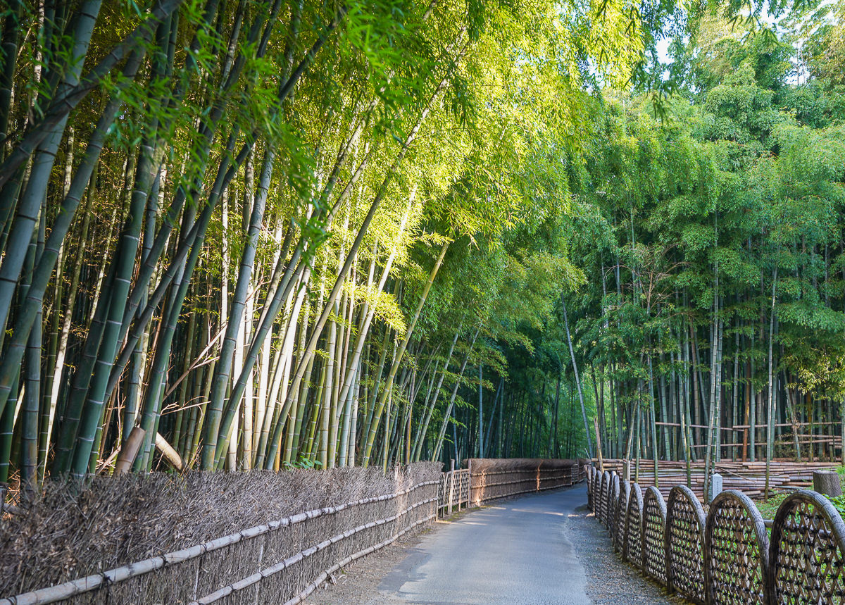 京都景點推薦 京都向日竹の径 竹林公園 比嵐山更幽靜的京都竹林小徑 美食好芃友