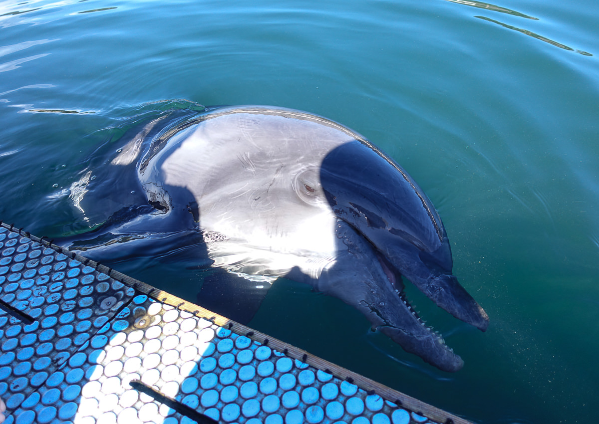 [愛媛景點推薦]Dolphin Farm Shimanami-與海豚近距離接觸!親親抱抱都來~ @美食好芃友