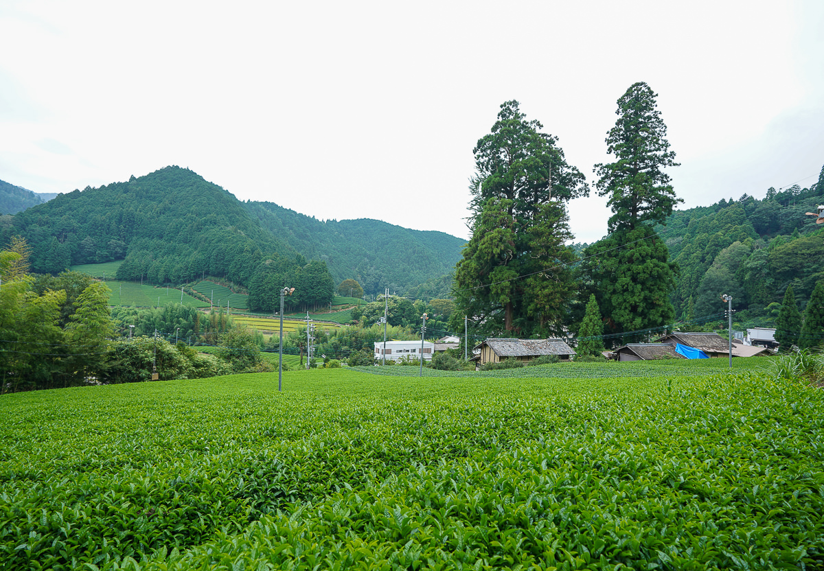 [京都景點]京都和束町-京抹茶盛產地!絕景茶梯田&#038;從產地到餐桌的品茶體驗 @美食好芃友